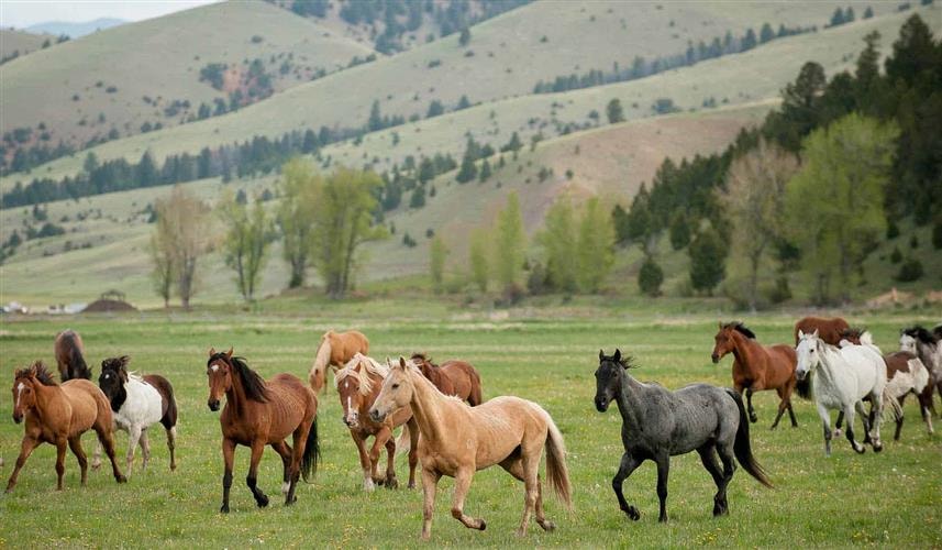 The Ranch at Rock Creek: 